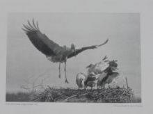 ottomar_anschuetz_augenblicksphotographie_storch_im_anflug.jpg